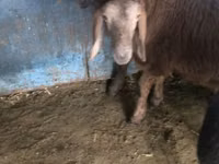 मेढ़ा, Arashan sheep — फ़ोटो 3