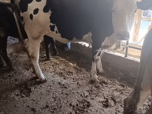 母牛, Holstein breed — 吉尔吉斯斯坦