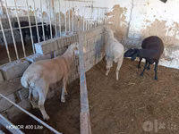 Schaf, Merino sheep — Foto 2