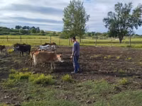 Bulle, Zebu — Foto 7