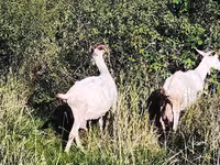 عنزة, Saanen goat — الصورة 3