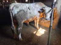 公牛, Cattle — 照片 1