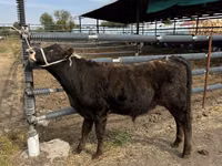 Букачар, Абердин – ангус тукуму — сүрөт 4