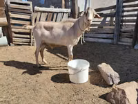 Ziegenbock, Saanen goat — Foto 1
