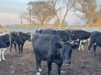 Сиыр, Swiss cattle — 4-сурет