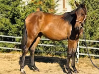 Mare, Horses — photo 3