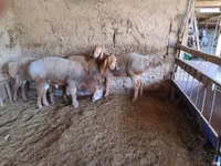 भेड़, भेड़ — फ़ोटो 1