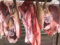 Schweine (Partie, Geschlecht nicht angegeben) — Foto 2