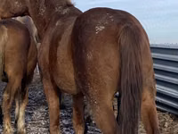 Hengst, Kustanai horse — Foto 2