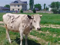 गाय, Simmental cattle — फ़ोटो 1