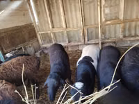 公羊, Sheep — 照片 4