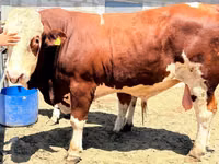 Toro, Simmental cattle — foto 5