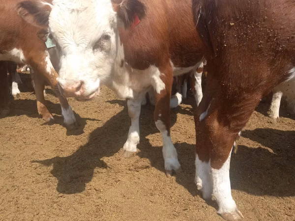 Vaca, Vaca kazaja de cabeza blanca