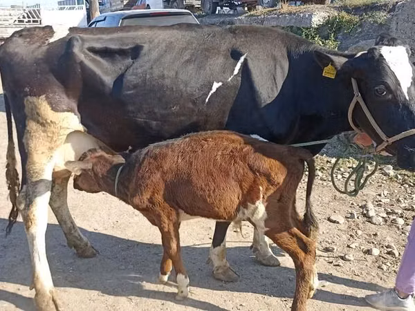 母牛, Russian Black pied cattle — 吉尔吉斯斯坦