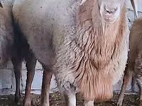 Schafe (Partie, Geschlecht nicht angegeben), Arashan sheep — Foto 3