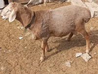 Widder, Edilbay sheep — Foto 4