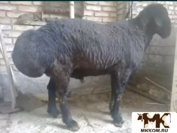 كبش, الأغنام