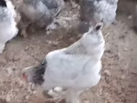 Brahma — Foto 2