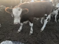 Toro, Simmental cattle — foto 6