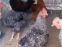 Chickens — Foto 1