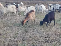 母山羊, Goats — 照片 5