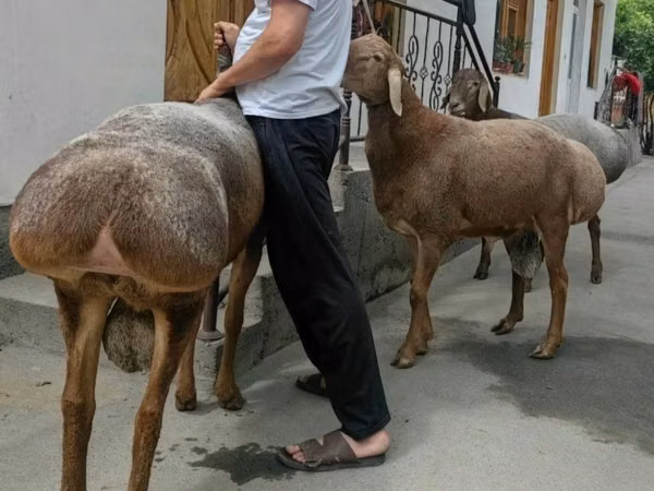 كبش, الأغنام — أوزبكستان