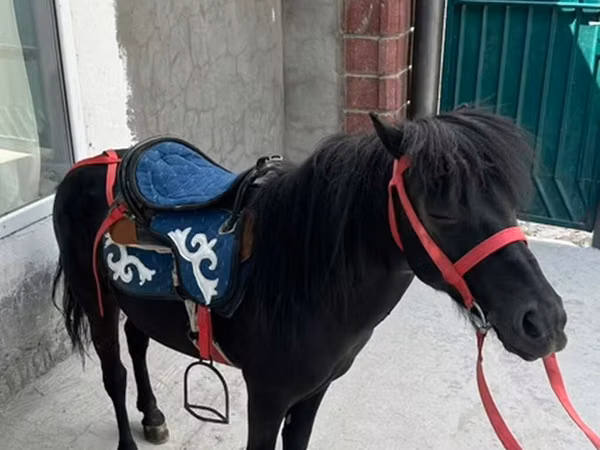 Caballo, North Swedish horse