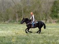 فرس, Percheron — الصورة 6