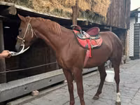 Hengst, Pferde — Foto 2