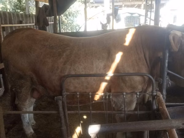 公牛, Simmental cattle — 吉尔吉斯斯坦
