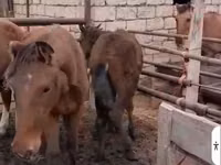 Yegua, Caballos — foto 5