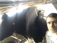 ثور, Russian Black pied cattle — الصورة 4