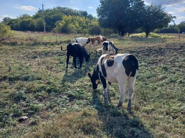 ثور, Russian Black pied cattle
