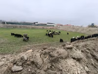 Ziege, Ziegen — Foto 5