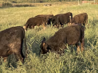Bulle, Swiss cattle — Foto 2