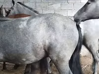 Horse (M), Horse breed — photo 3