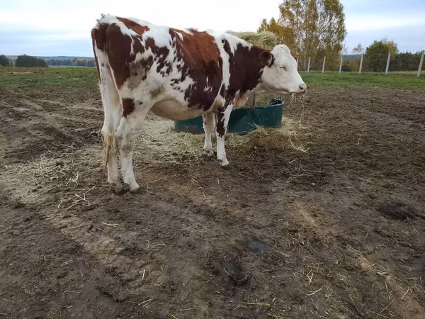 Kuh, Simmental cattle