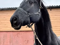 Stute, Akhal-Teke — Foto 7