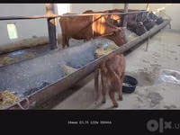 Vaca, Simmental cattle — foto 2