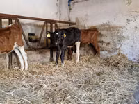 Bulle, Simmental cattle — Foto 3