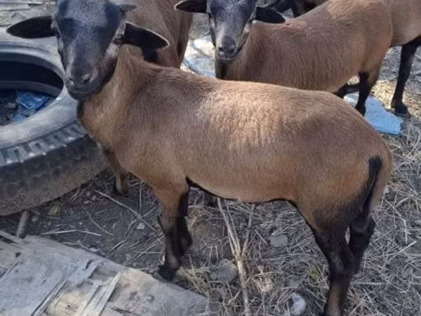 Кочкор, Камерундук кой