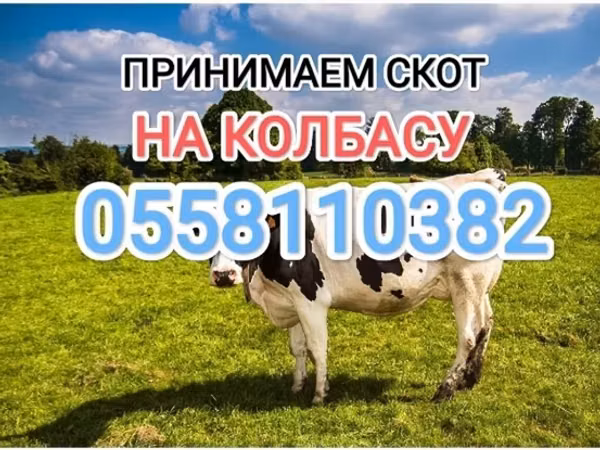 Бык, Голштинская порода — Кыргызстан