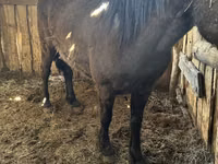 Yegua, Caballos — foto 1