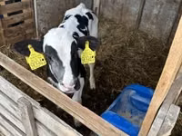 Бұқа, Russian Black pied cattle — 1-сурет