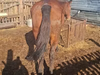 母马, Horses — 照片 2