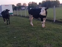 بقرة, Simmental cattle — الصورة 6