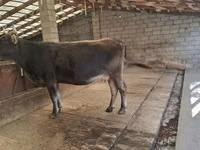 Vaca, Raza Holstein — foto 7