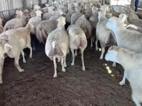 母羊, Sheep — 照片 4