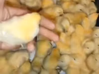 Chickens — Foto 1