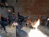 Chickens — 1-сурет